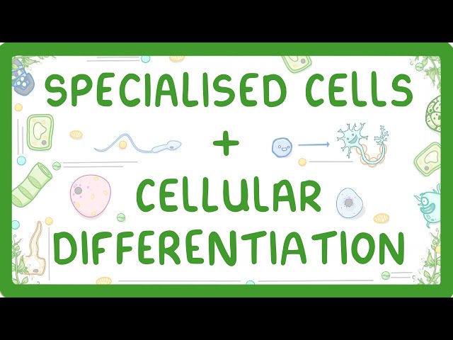 GCSE Biology - Differentiation and Specialised Cells (2026/27 exams)