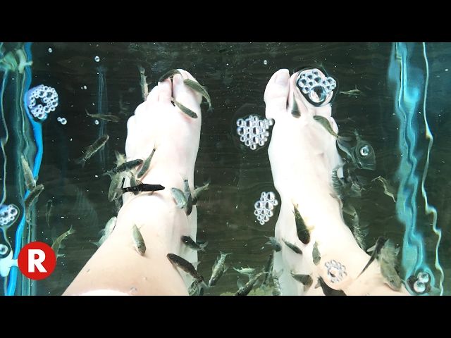 Mexican Hot Springs Fish Pedicure