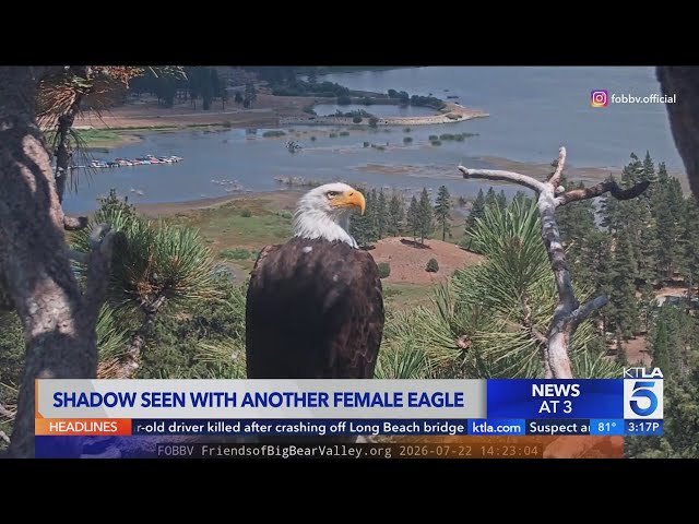 Shadow seen with other female bald eagle