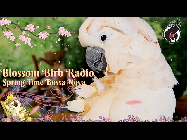 Blossom Birb Radio 🌸 Spring Time Bossa Nova Jazz | Calming Musical Comfort TV for Birds (24/7)🦜