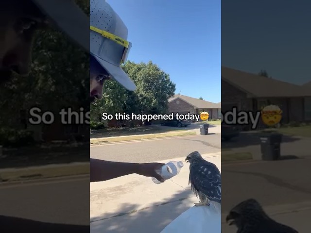 Crazy experience!! Happy to help 😭 call me the Hawk Whisperer #animals #birds #hawk #nature #hawks