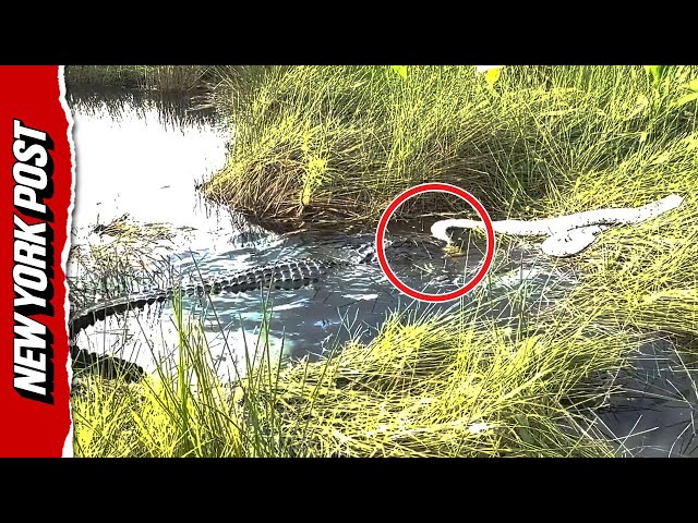 Alligator Catches and Chomps on Python Before Dragging it Through Everglades