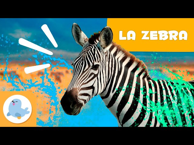 THE ZEBRA 🦓 Animals for children 🍃 Episode 16