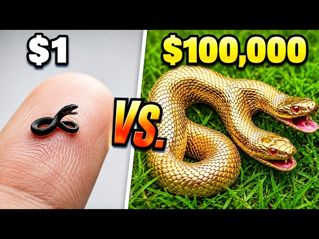 TerraGreen: $1 vs. $100,000 Pet Snake! Compilation