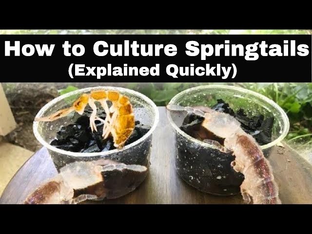 How To Culture Springtails (Explained Quickly)
