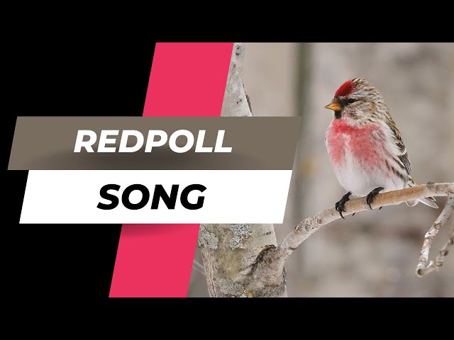 Learn the Song of the Redpoll