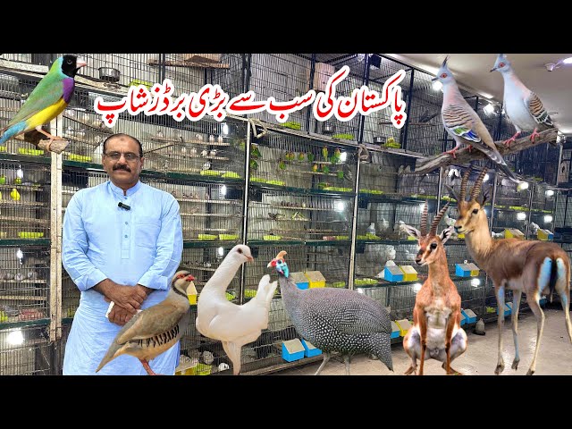 Bigest Pet shop in Pakistan Multan | Birds Market Rasheedabad 12 October 2025 | birds paradise