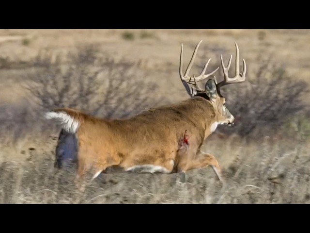 UNBELIEVABLE Ground Hunting Deer w/ a DECOY!