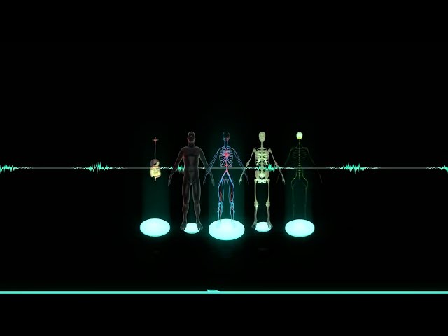 Aprender Conectados - Cuerpo Humano