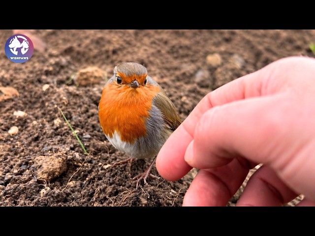 Wild Robin Who Wouldn't Leave Man Alone, The Reason Why Is Heartbreaking