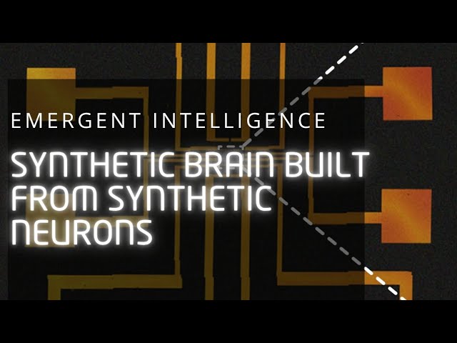Scientists  Made A Synthetic Brain Out Of Synthetic Neurons 
