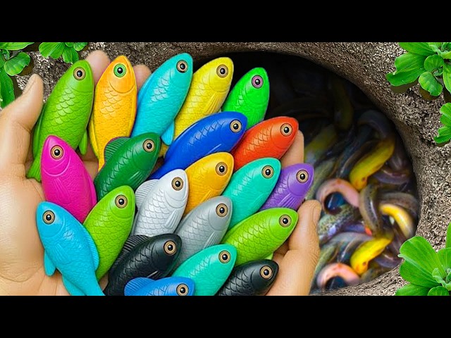 Catch beautiful aquarium fish in small pond baby turtles, pencil fish, guppies blue, tadpole, xecan.
