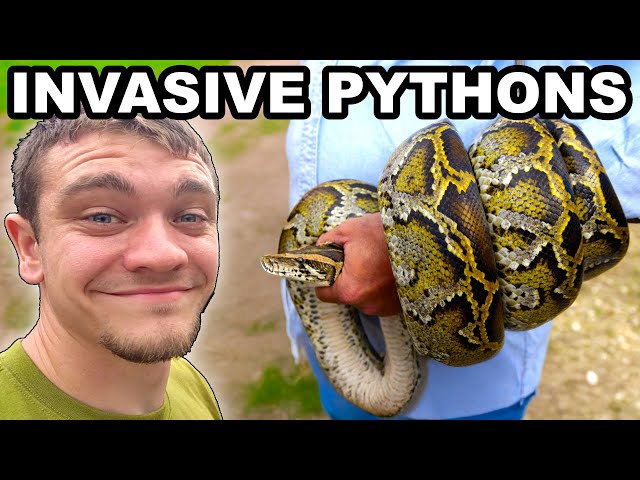 Hunting Invasive Pythons in the Florida Everglades!