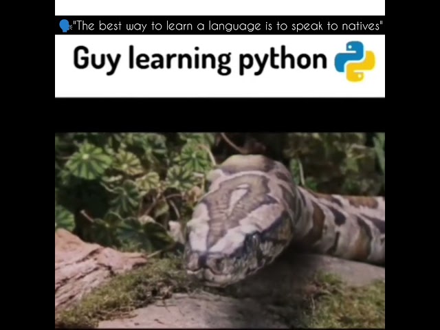 What do you know about python?? comment wrong answer only👽