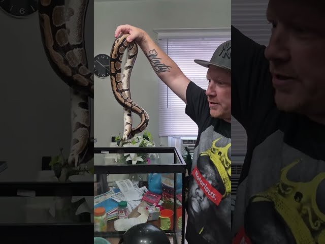 Unbagging,handling and booping 2 rescue ball pythons