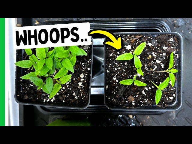 Biggest MISTAKES Of 2025 - Pepper Geek