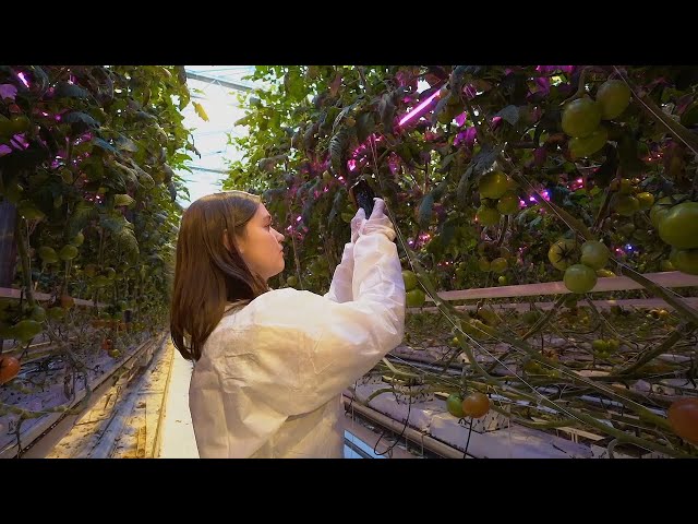 Biobest: Natural Solutions to Optimise Global Sustainable Crop Yields