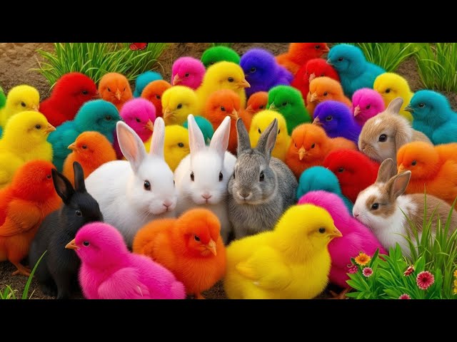 Atrapa pollitos lindos, pollitos coloridos, pollitos arcoíris, conejos lindos, patos lindos, pece...