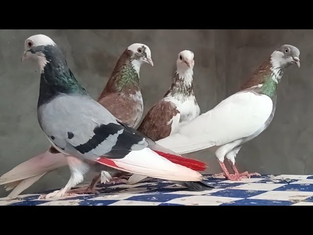 Lot No-198 Guruji Kaka Wali Original Bloodline 7494900384 Pihu #Pigeons Delhi Kolkatta Solan Shimla 