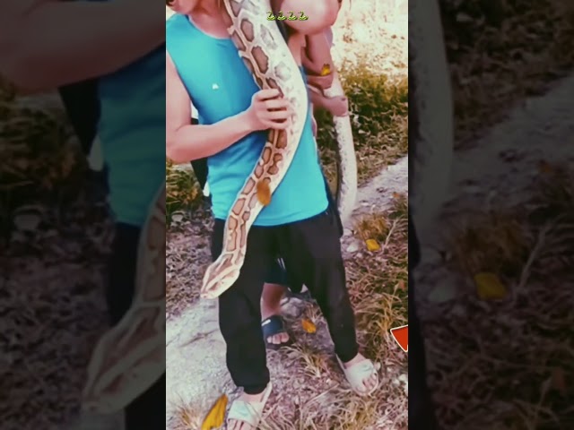4 أصدقاء يحملون أفعى أناكوندا على أكتافهم.#snake