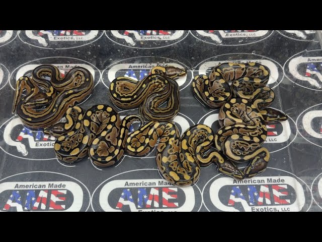 26bpC122 just hatched! 