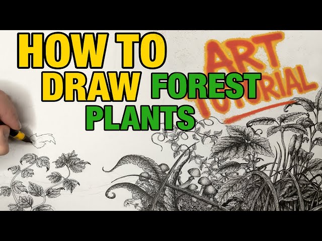 Step by Step Drawing Tutorial | How to Draw Forest Floor Plants