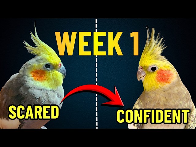 First Week Cockatiel Checklist: What Every New Owner Must Know