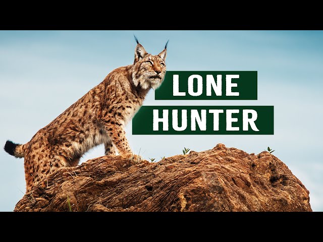 The Majestic Lynx: Secrets Of The Nocturnal Feline Hunter | Apex Predator Documentary