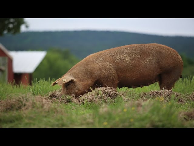 Raising 400 Pigs On Pasture [COMPLETE]