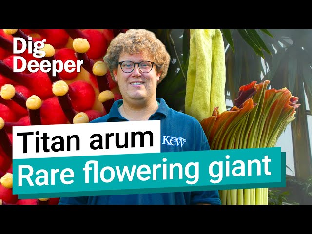 Corpse flower: Is the titan arum Kew's smelliest plant? | Dig Deeper Episode 4 | Kew