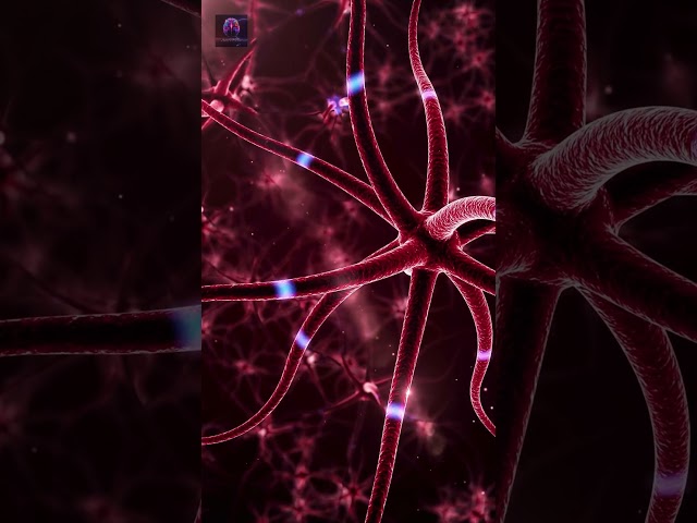 Neurons: The Cells That Make Your Brain Work 🧠
