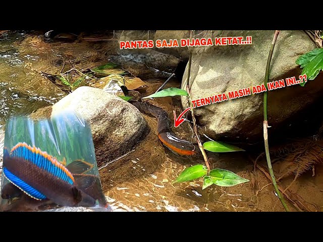 REALLY RECKLESS!! Fishing for Channa Limbata at Mr. Prabowo's Place || Channa Fishing Spot