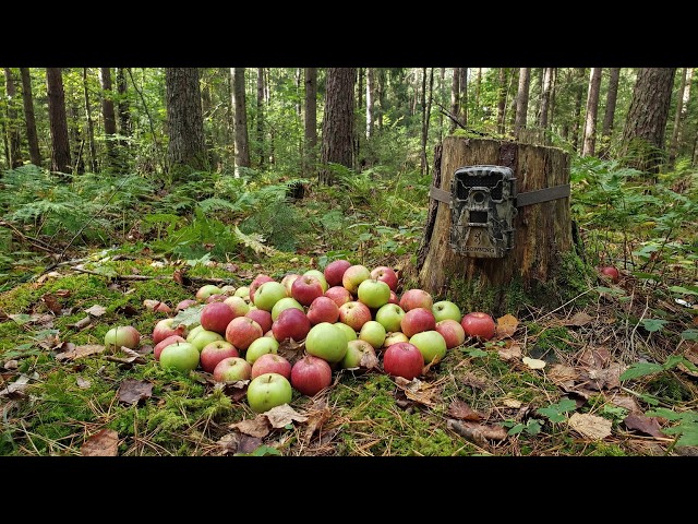 We Left a Pile of Apples in the Woods. Here's what happened! Trail Camera: The Apple Pile