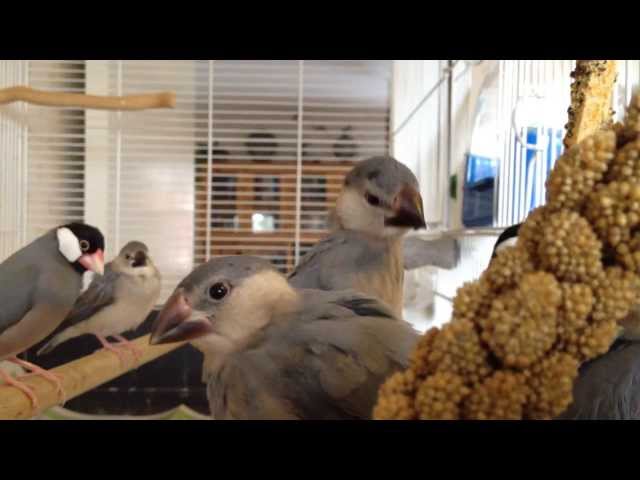 Young Java finches and suspicious mom