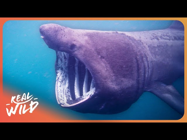 FREAKS OF THE SEA | The Ocean's Top Predators | 4K