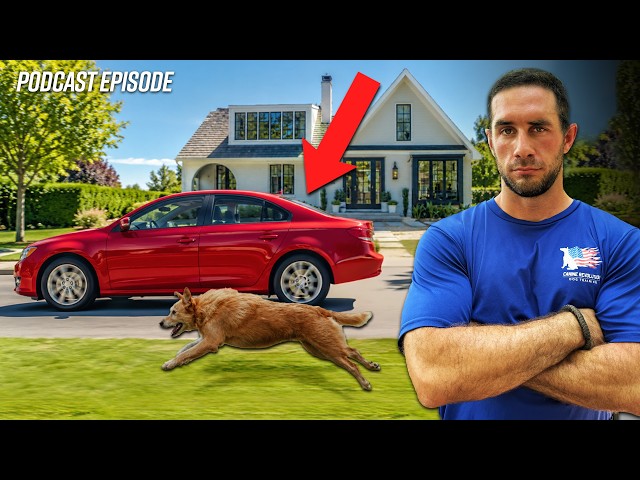 Why Treats Will Fail: How to Stop a Dog Chasing Cars