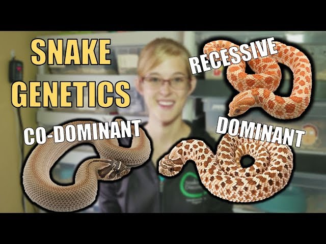 An Intro to Snake Genetics!