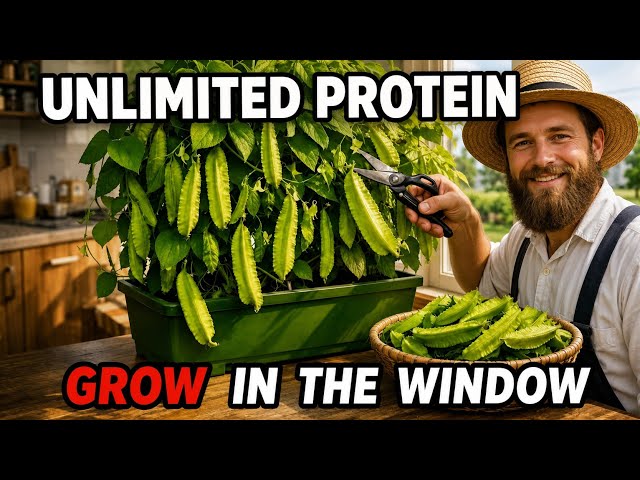 More Protein That BEEF. Only Takes 5 Mins To Grow On The Windowsill. Why Does Nobody Plant It?