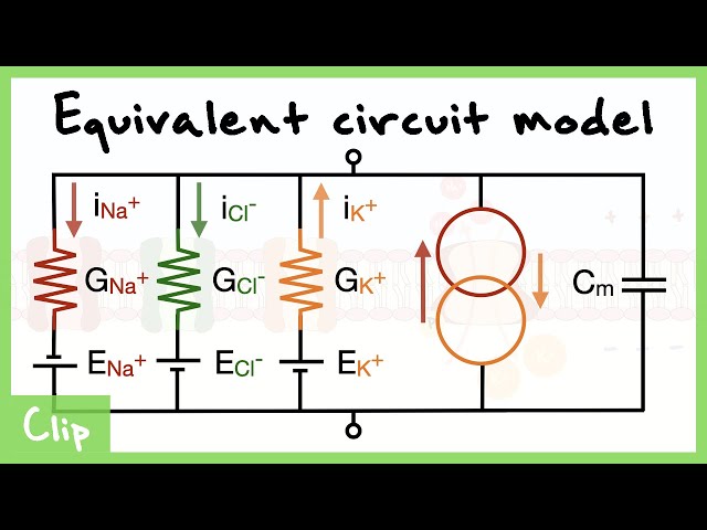 Equivalent Circuit Model Of The Neuron Explained (Capacitance, Resistance, Driving force) | Clip