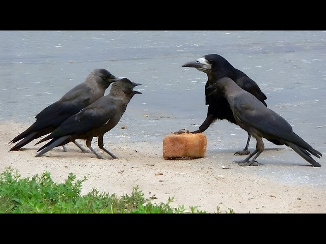 Smart BIRDS Being Absolutely Hilarious!🤣 Top Funny CROW Videos