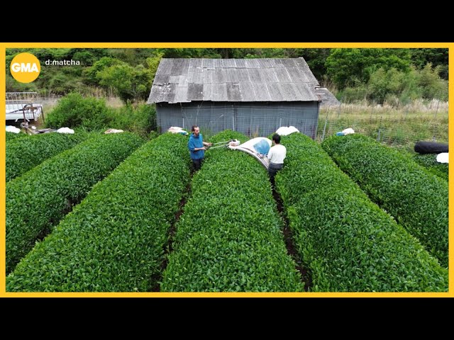Matcha popularity causes crisis at some farms