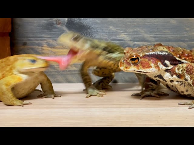 Face like a demon 🐸 Lesner [Japanese toad] & Don [Nagare toad] & Pooh [Miyako toad]