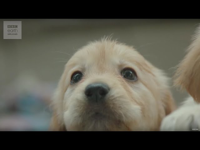 CUTE! Puppy Guide Dog Training | The Travel Edit