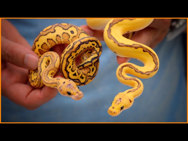 TOP 6 NEW COMBOS! - 2023 Fall Reveal | #Hetflix 214