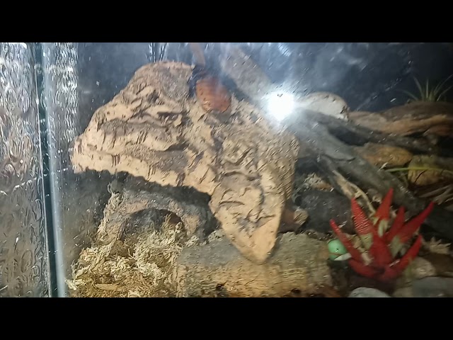 bioactive setup Pastel Ball Python with mister