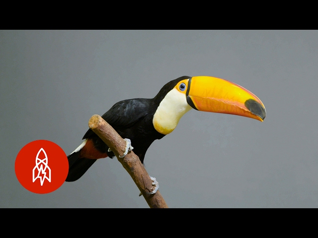 The Largest of the Toucans Has an EPIC Bill
