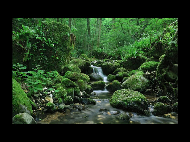 SONIDO DEL AGUA FLUYENDO EN EL RIO PARA DORMIR / WATER SOUND IN THE RIVER FLOWING TO SLEEP