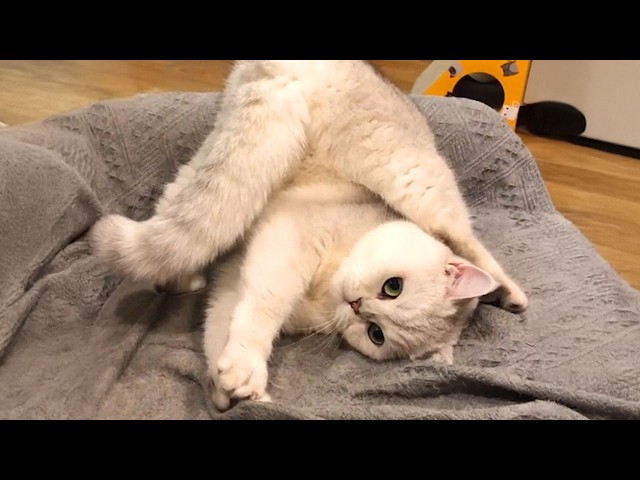 Get Ready to Die LAUGHING at These CATS 🤣 TOP Funny Cat Videos