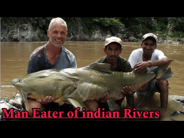 Man Eater Catfish of indian Rivers ! The Goonch catfish attack on people ! Catfish attacks
