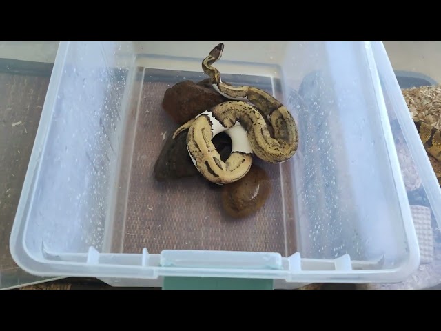 Getting her out of her tub for exercise and enrichment. 